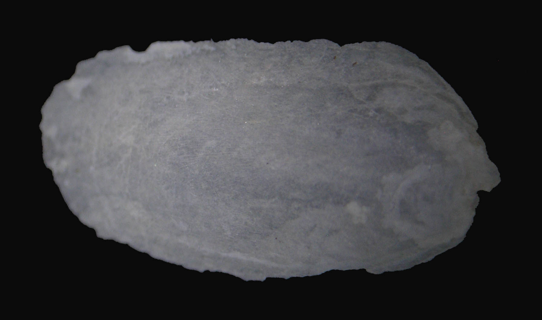 Pseudoconchiglia di Limacidae